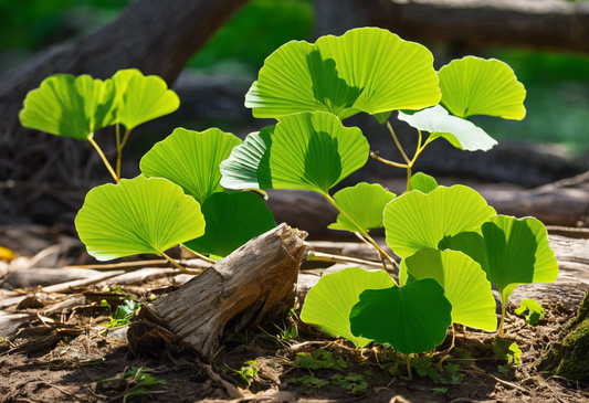 Combining Ginkgo Biloba and Ginseng for Optimal Wellness