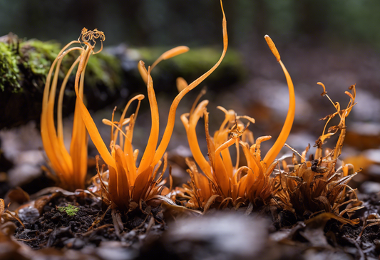 Cordyceps Mushrooms: Nature's Hidden Powerhouse for Energy and Vitality